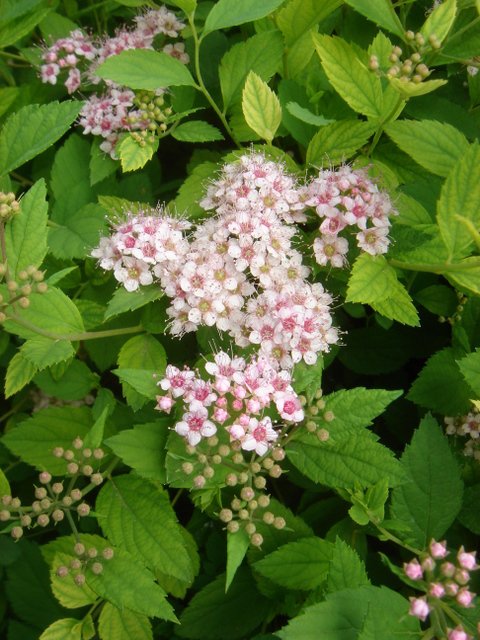 Spiraea japonica 'Little Princess' fleur